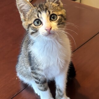 3ヶ月の元気いっぱいなきじ白です