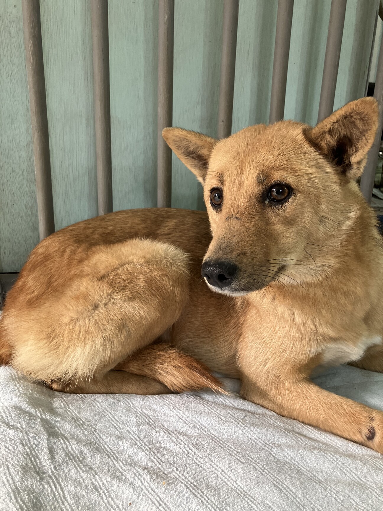 きぃちゃん 明るい未来を」山口県 - 犬の里親募集(507521