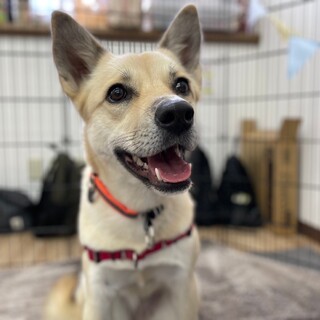 甘えたでお腹も見せちゃう♡バニラちゃん