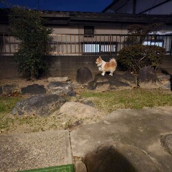 シルエットはポメラニアンみたい