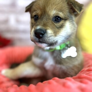 1ヶ月仔犬くん　いっちくん