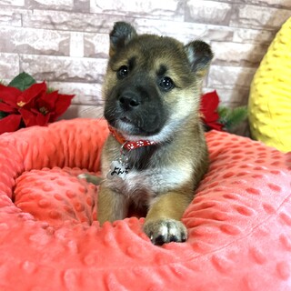 １ヶ月仔犬ちゃん女の子　よんちちゃん