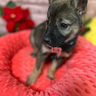 約1ヶ月仔犬ちゃん女の子　むっちちゃん