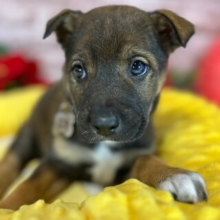 1ヶ月仔犬くん　ごっちくん