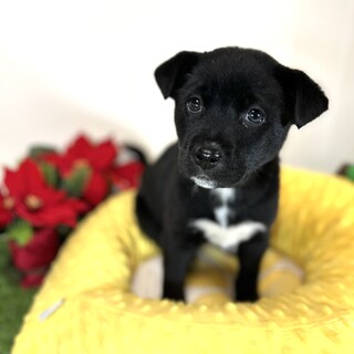 2ヶ月仔犬くん　布袋くん