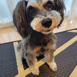 ミニチュアシュナウザー　9歳　女の子