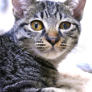 ネーブル君、元気です