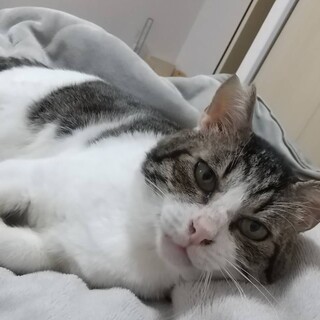 グイグイ系の甘えん坊♡　柴三郎♂