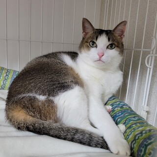 マイペースな甘えん坊 キジ白女子　パレ♀