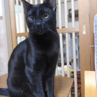 かしこい子猫　翔くん