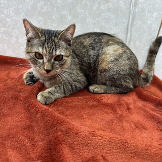 争い事が嫌いな温厚な性格！初心者に最適❤ポワリ