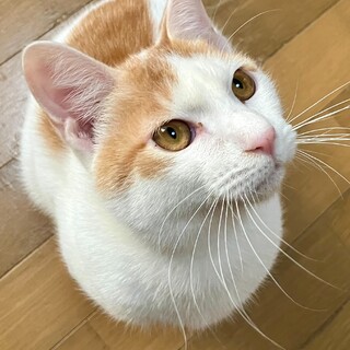 あまえん坊の茶白ぼうや8カ月。一匹飼いOK