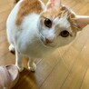 あまえん坊の茶白ぼうや8カ月。一匹飼いOK サムネイル2