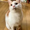 あまえん坊の茶白ぼうや8カ月。一匹飼いOK サムネイル3