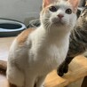 あまえん坊の茶白ぼうや8カ月。一匹飼いOK サムネイル4