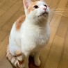 あまえん坊の茶白ぼうや8カ月。一匹飼いOK サムネイル5