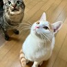 あまえん坊の茶白ぼうや8カ月。一匹飼いOK サムネイル6