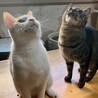 あまえん坊の茶白ぼうや8カ月。一匹飼いOK サムネイル7