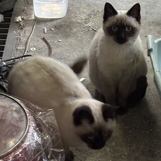 シャム猫