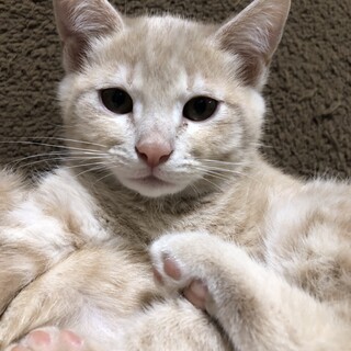 茶トラのクリーム色　シャー君　♂ ３ヶ月　