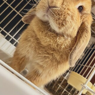 ロップイヤーの女の子！