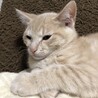 茶トラのクリーム　リー君　♂ ３ヶ月 サムネイル2
