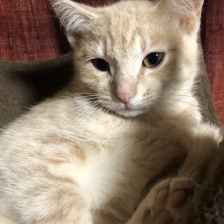 茶トラのクリーム　ラフ君　♂　３ヶ月くらい