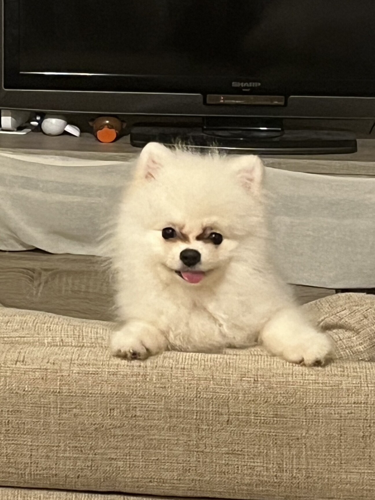 ありがとうございます。里...」東京都 - 犬の里親募集(507546) 1枚目の 