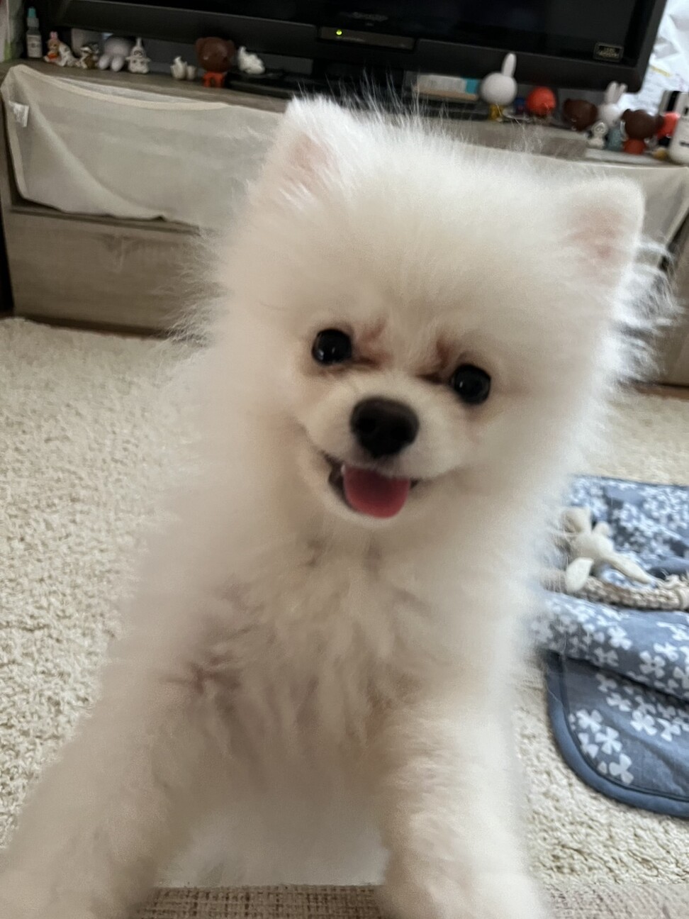 ありがとうございます。里...」東京都 - 犬の里親募集(507546) 3枚目の 