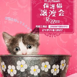 とだニャン保護猫譲渡会