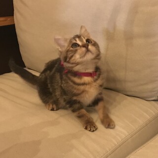 メイ(仮名)クラシックタビー♂2〜3ヶ月