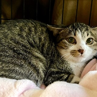 シャイで美人の楓（かえで）ちゃん