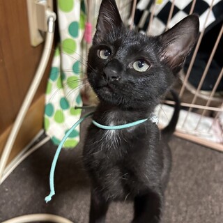 ミルクから育てました、黒猫兄弟子猫