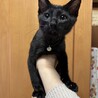 ミルクから育てました、黒猫兄弟子猫 サムネイル2