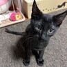 ミルクから育てました、黒猫兄弟子猫 サムネイル3