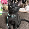 ミルクから育てました、黒猫兄弟子猫 サムネイル4