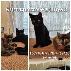 チャリティーバザーとミニ譲渡会 サムネイル2