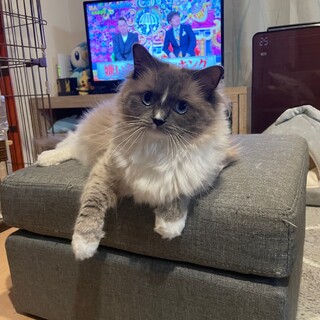 3歳のラグドール　一時停止