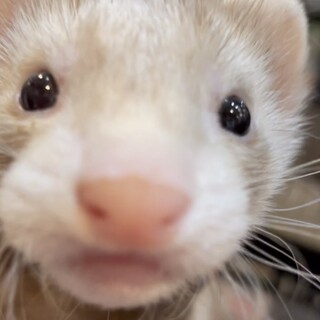 マーシャルフェレットの男の子