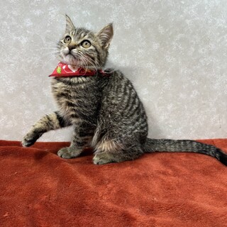 見てるだけでほのぼのする‼️癒し系❤️ウオッカ