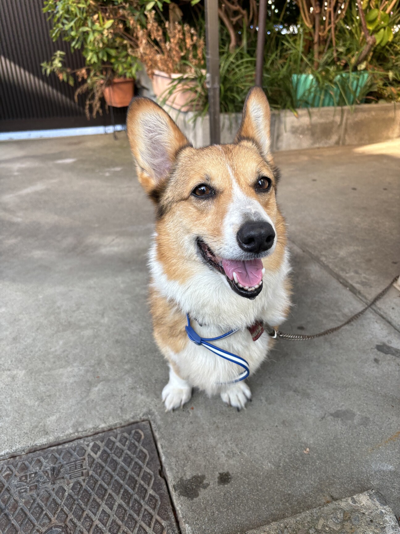 ウェルシェ・コーギー（メ」三重県 - 犬の里親募集(507561) 1枚目の