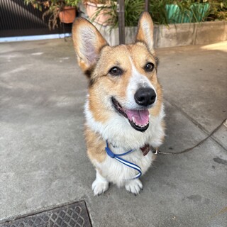 ウェルシェ・コーギー（メス）ミクちゃん。