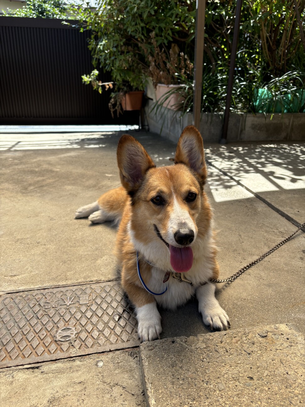 ウェルシェ・コーギー（メ」三重県 - 犬の里親募集(507561) 3枚目の