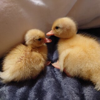 コールダックの雛