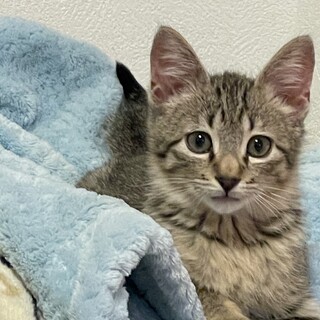 ちびグレーキジ☆