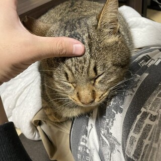 自ら車に乗ってきたキジトラの男の子