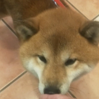 大人しくて人が大好きな柴犬の男の子『プチ』♂