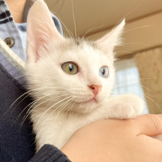 募集停止オッドアイ可愛いなれなれ女子❤️ピコラ