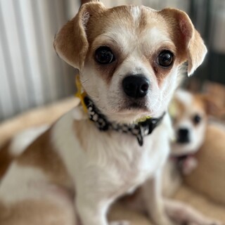 【トライアル予定】元気なチワワＭＩＸの女の子