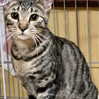 【1/26⭐️堺東にて譲渡会】参加猫まひろちゃん